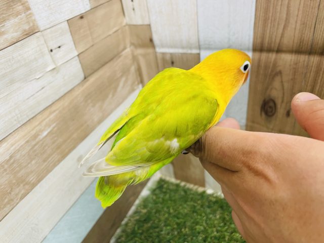 最新画像あり☆目を引く派手カラー☆ヤマブキボタンインコ(イエロー) ヤマブキボタンインコ