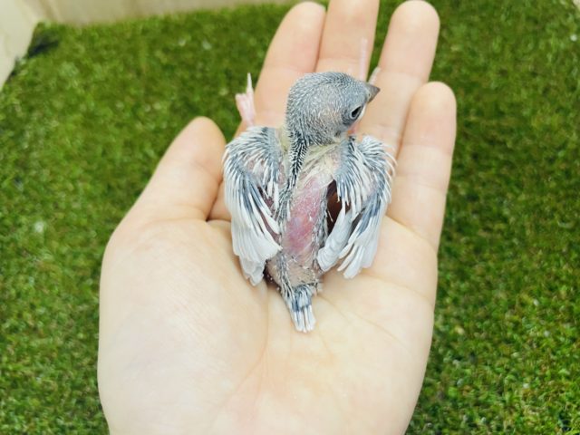 シルバー文鳥