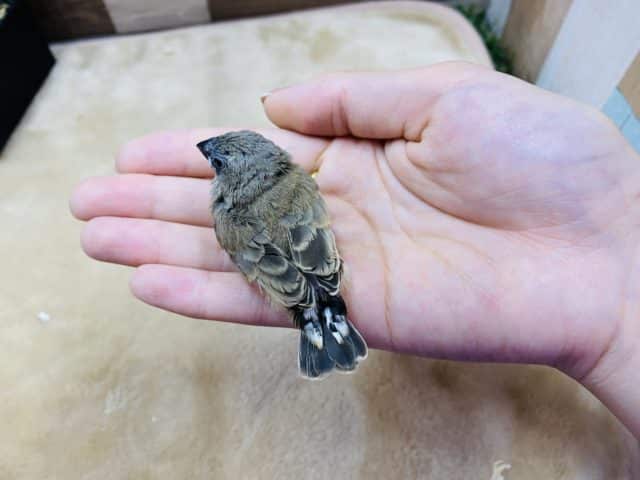 錦花鳥（キンカチョウ）