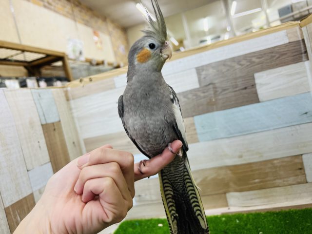 オカメインコ