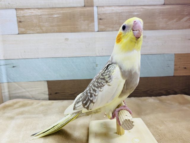 オカメインコ