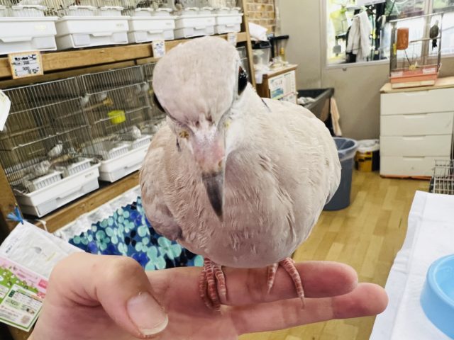 ジュズカケバト