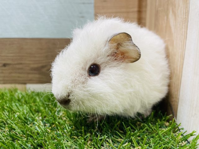 テディモルモット