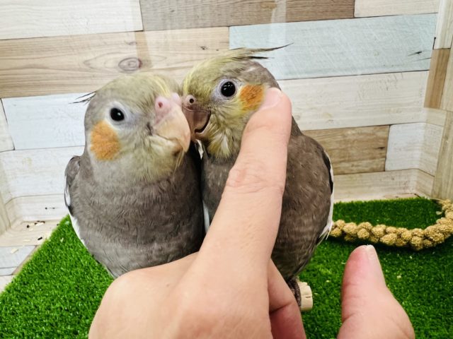 オカメインコ