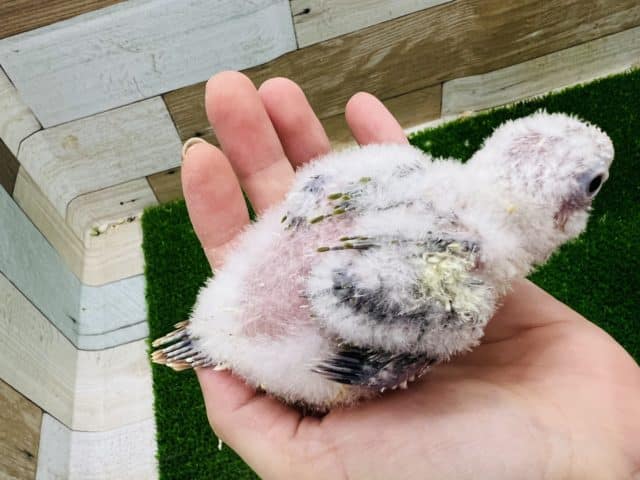 ホオミドリウロコインコ