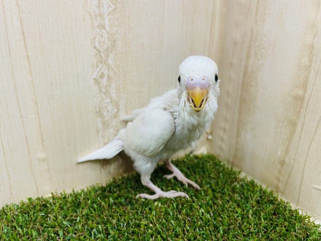 セキセイインコ