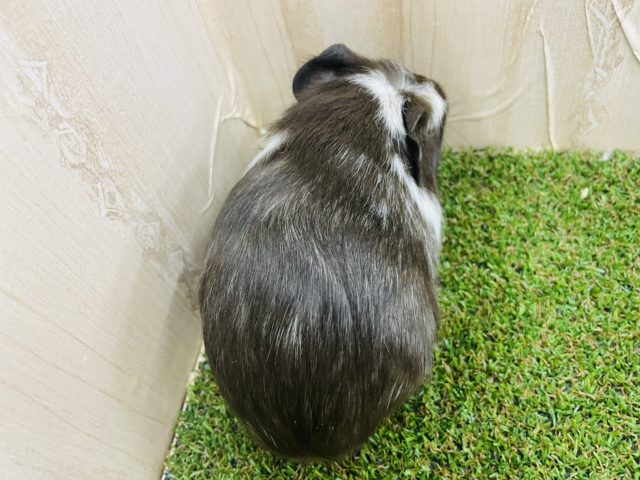 クレステッドモルモット