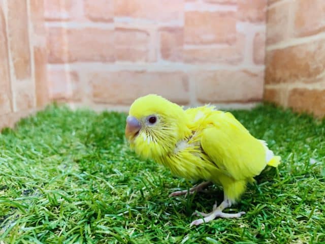 セキセイインコ