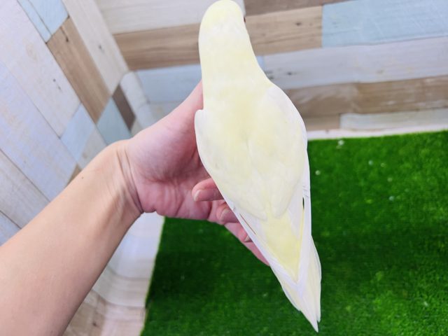 最新画像更新☆レアカラーだよ!クリームイノのサザナミインコ☆ サザナミインコ