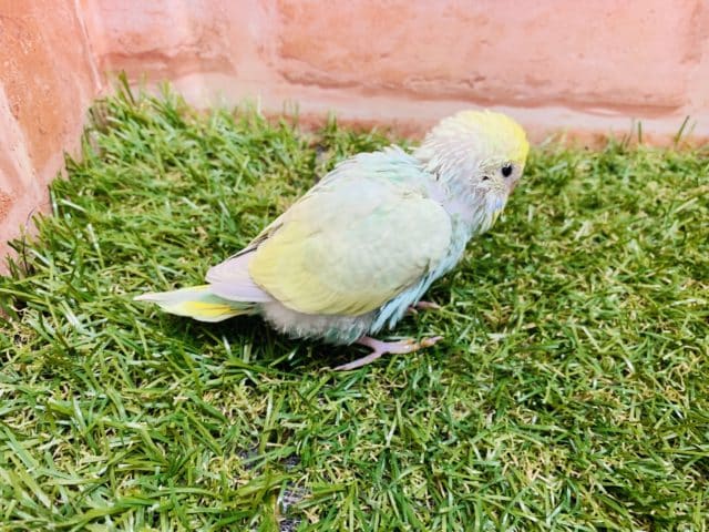 パステルレインボー