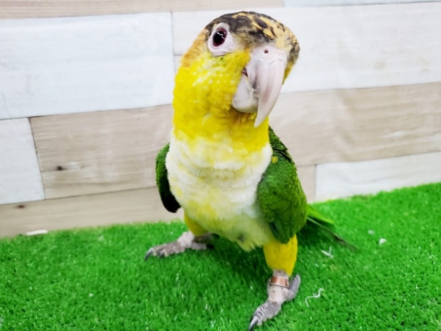 シロハラインコ