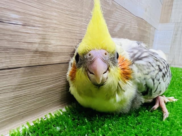 オカメインコ