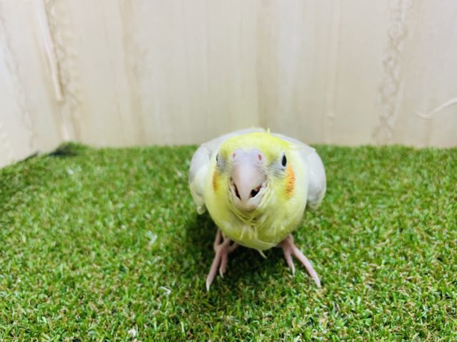オカメインコ