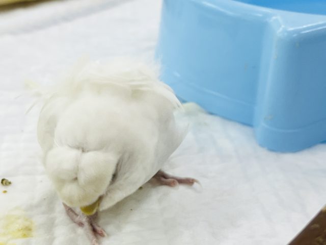 羽衣セキセイインコ