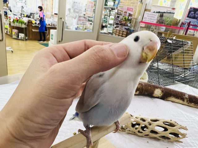 コザクラインコ（小桜インコ）