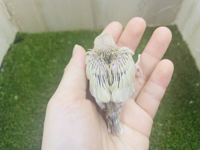 シナモン文鳥