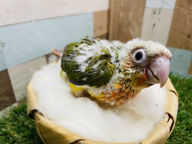 ホオミドリウロコインコ