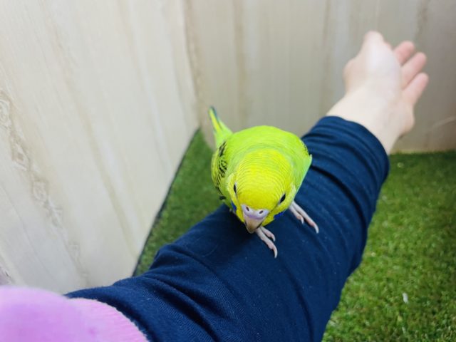 セキセイインコ