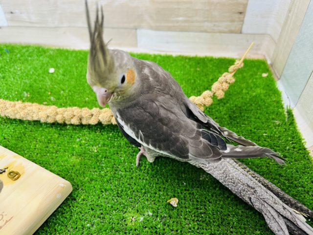 オカメインコ