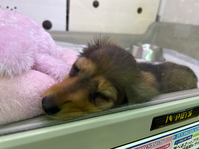 ミニチュアダックス