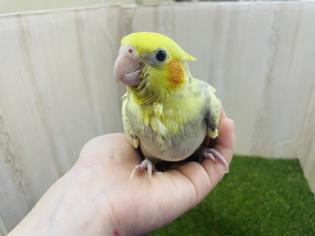 オカメインコ