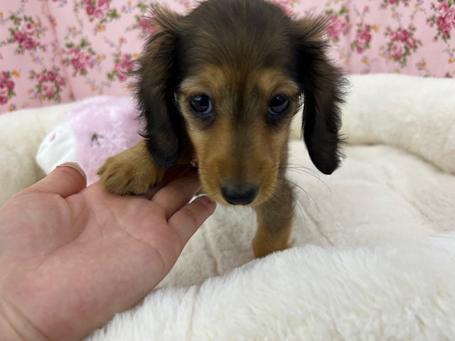 ミニチュアダックス