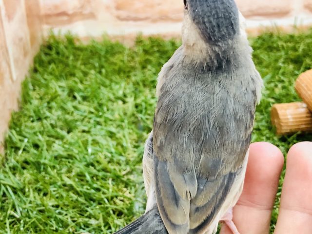 大定番カラー 桜文鳥 R4 10/26撮影 桜文鳥