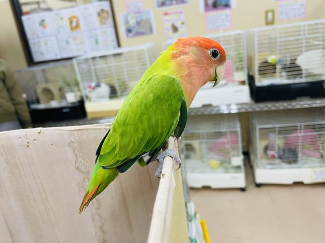 コザクラインコ（小桜インコ）