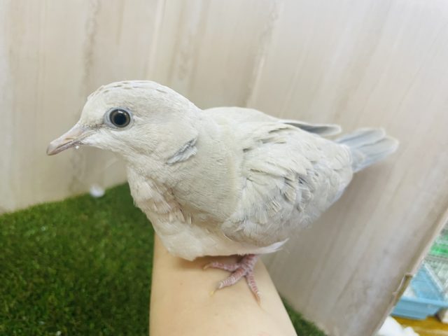 ジュズカケバト