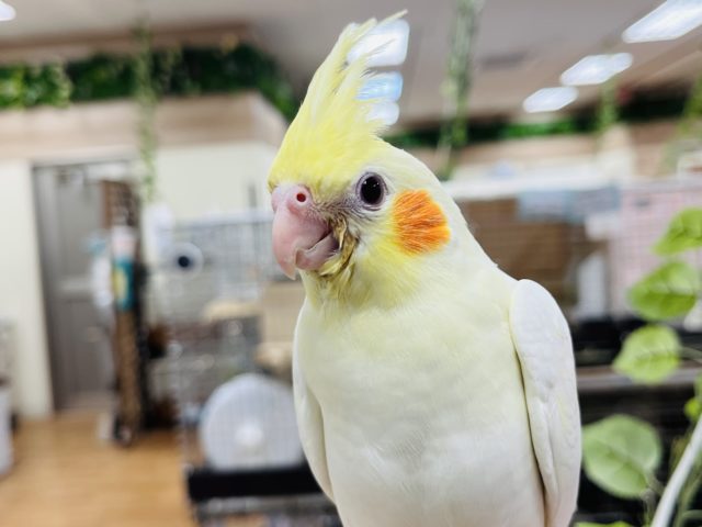 【最新画像更新!☆】ガーガー鳴くよ♫オカメインコ(ルチノー)ヒナ オカメインコ