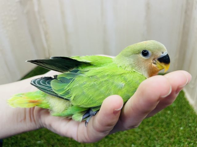 コザクラインコ（小桜インコ）