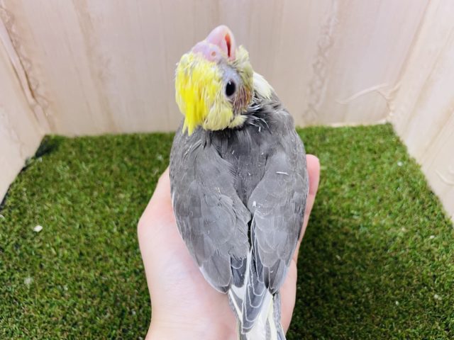 オカメインコ