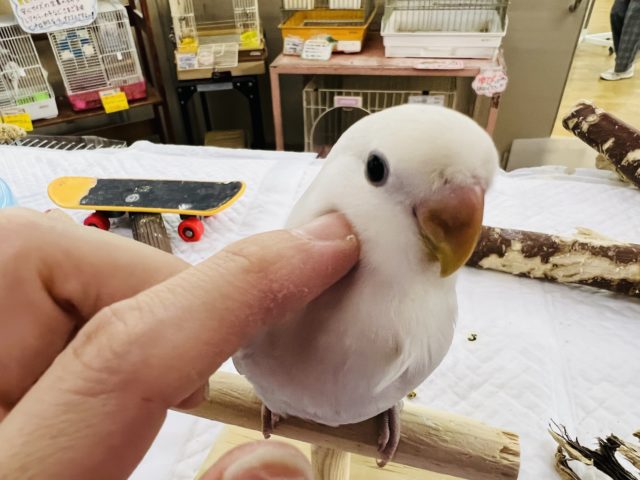 コザクラインコ（小桜インコ）