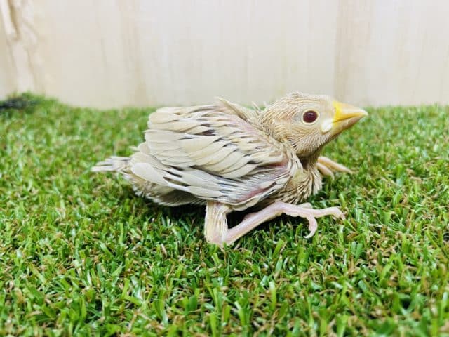 シナモン文鳥