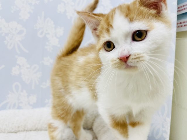 スコティッシュフォールド