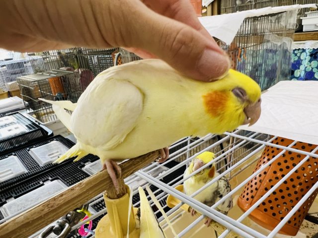オカメインコ