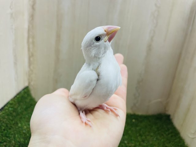 白文鳥