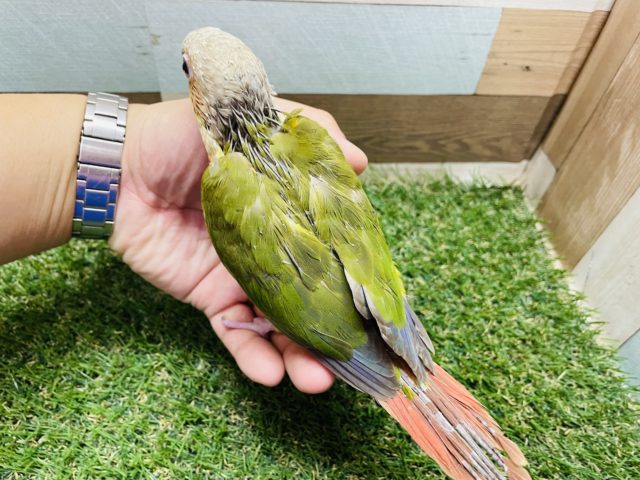 ホオミドリウロコインコ