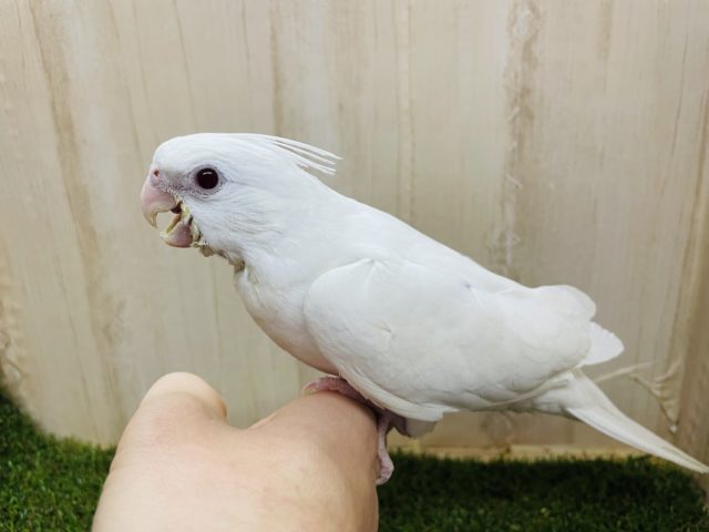オカメインコ