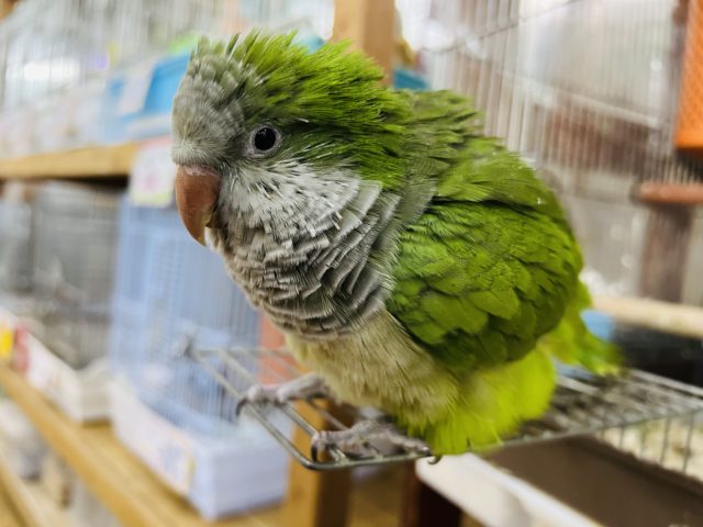 オキナインコ
