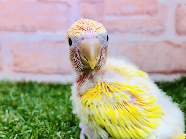 コザクラインコ（小桜インコ）