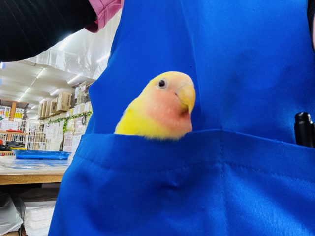 コザクラインコ（小桜インコ）