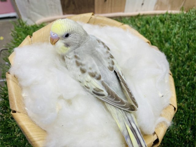 セキセイインコ