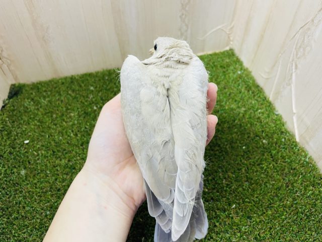 ジュズカケバト