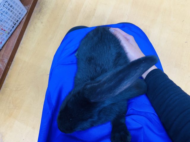 フレミッシュジャイアント