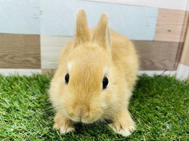 ネザーランドドワーフ