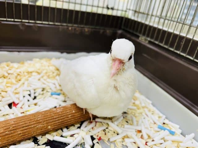 ギンバトの雛♪大人の階段登り中〜 ギンバト