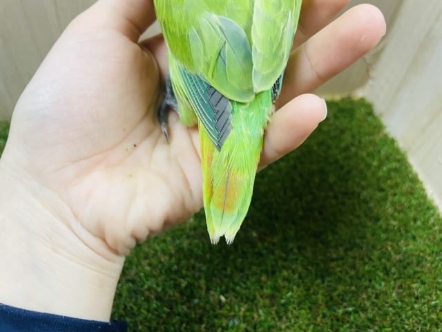 コザクラインコ（小桜インコ）