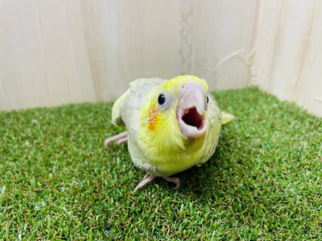 オカメインコ