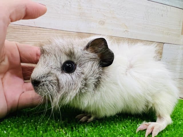 アビシニアンモルモット